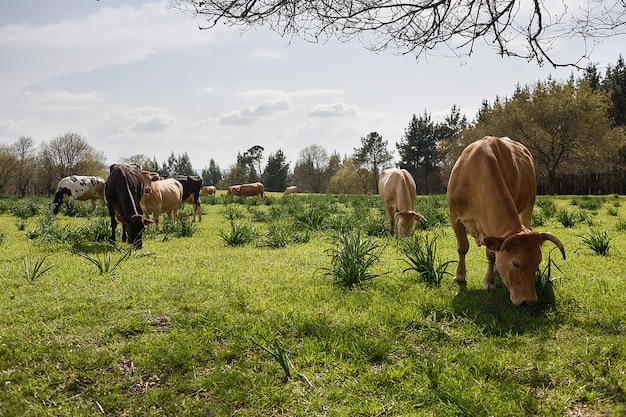 Cows grazing in a sunny meadow in spring