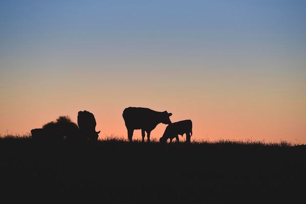 アルゼンチン、ブエノスアイレス州の夕暮れ時に放牧される牛