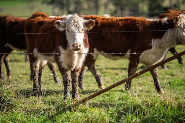 Cows grazing at sunset on a farm