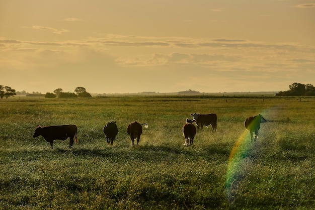 Cows grazing at sunset Patagonia Argentina