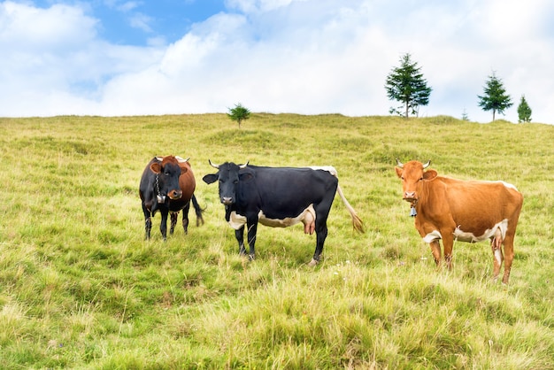 緑の野原の牛。農場の風景