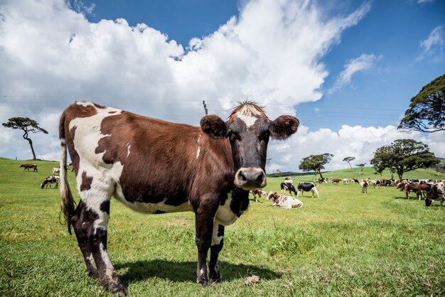 Cows in the green field