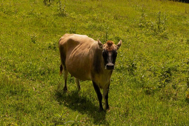 Cows on green grass in sunny day