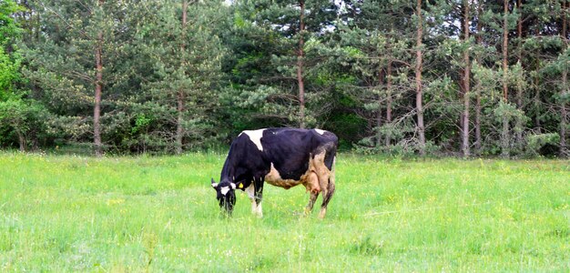 Cows on green meadow in spring image of a