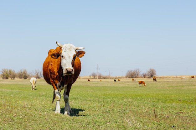 Cows on green meadow