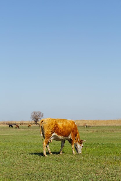 Photo cows on green meadow