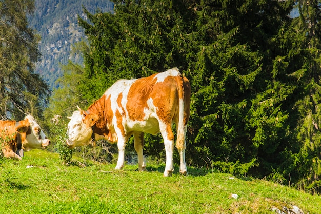 Cows in the green meadows of the alps