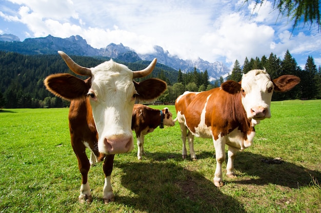 Cows on a green pasture with beautiful mountains behind