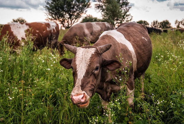 Cows herd graze in the grass