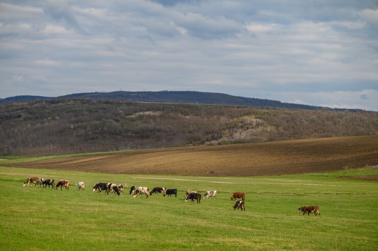 Cows herd at a meadow among green hills