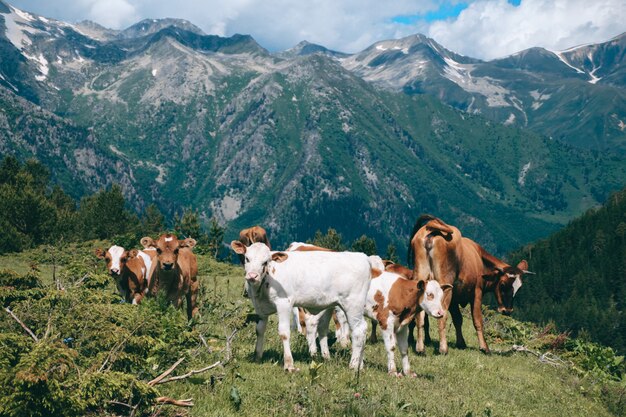 Foto mandria di mucche si trova nella valle di montagna a cime innevate