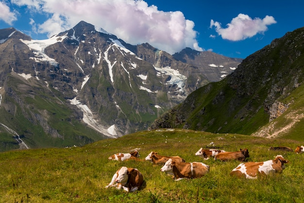 Cows in a high-mountain alpine meadow. Alps.