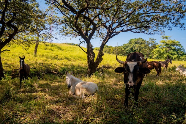 Cows and horses in a land trees blue sky and green grass