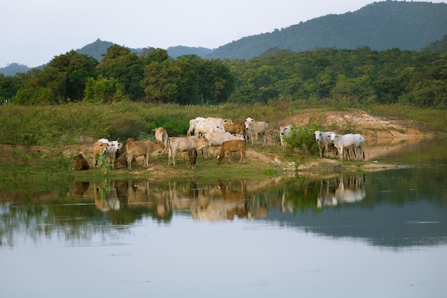 Cows on the island of Mae Kham dam, Lampang, Thailand.