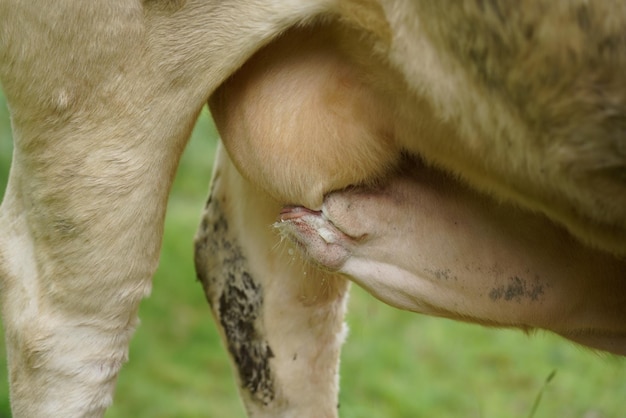 Foto vacche kuhe inekler che bevono latte famiglia di mucche