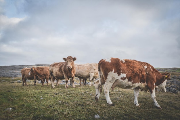 Photo cows on landscape against cloudy sky