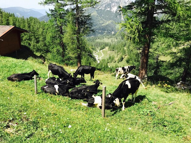 Photo cows on landscape