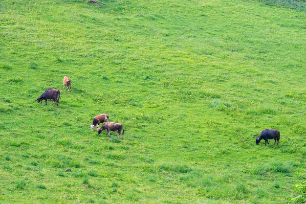 Cows Lying Down on the Meadow at Summer