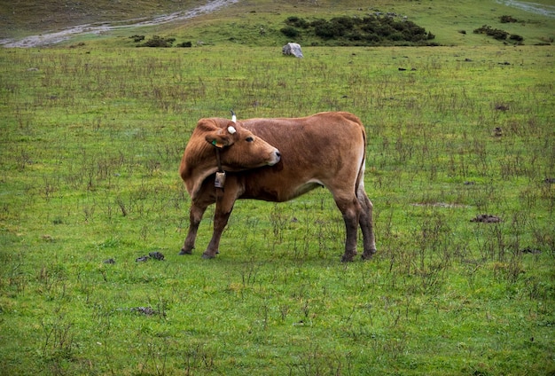 Коровы на лугу Астурии на севере Испании