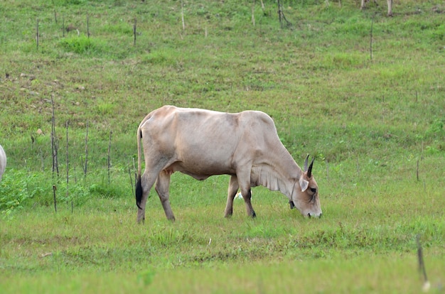 Mucche in un prato in riva del fiume, thailandia