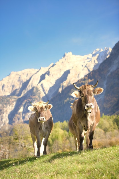 Cows in a meadow in the Swiss Alps