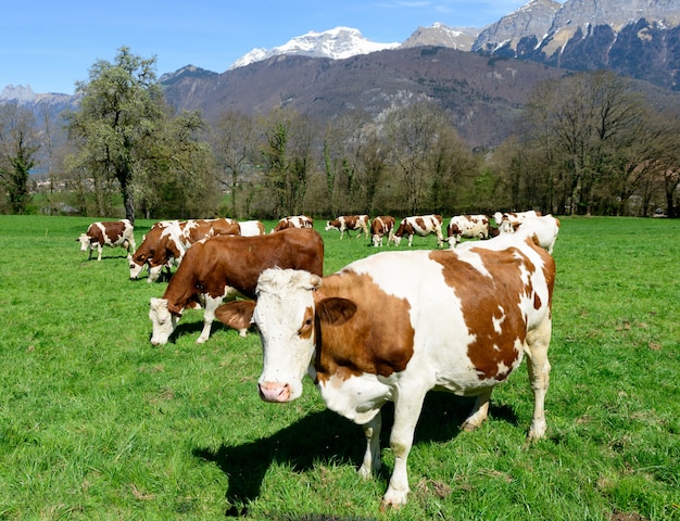 Cows in a meadow