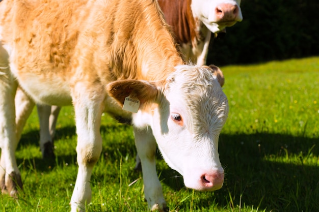 Cows on a meadow