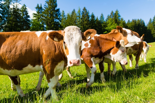 Cows on a meadow