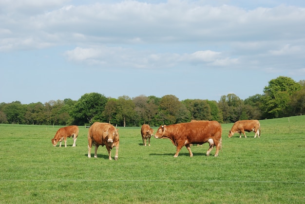 Cows in meadows