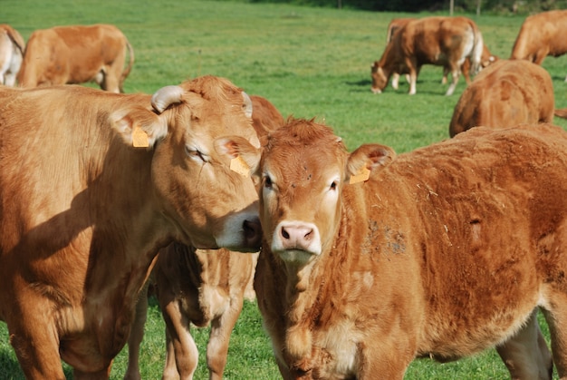 Cows in meadows