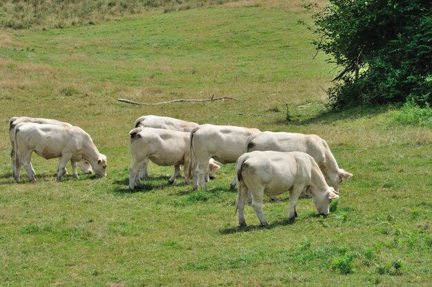 Cows in meadows