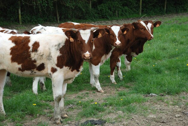 Cows in meadows