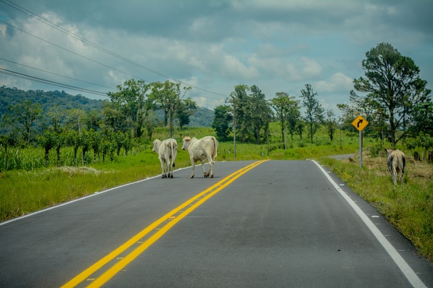 コスタリカの道の真ん中に牛