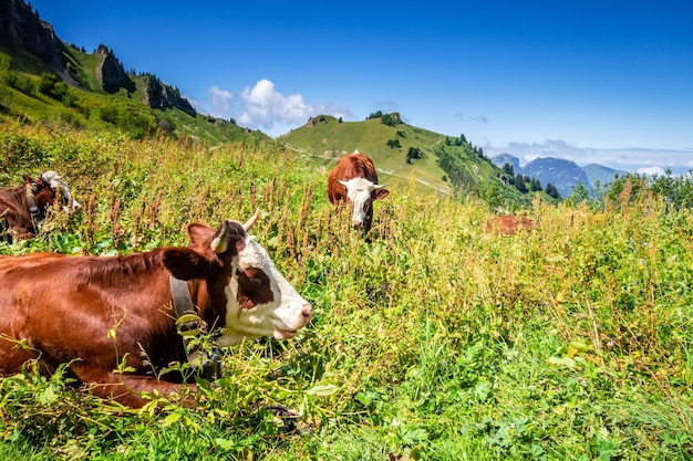 山のフィールドの牛。フランス、オートサボア、グランボルナン