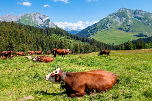 山のフィールドの牛。ラ・クリュサ、オートサボア、フランス