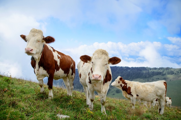 Cows in the mountain pastures