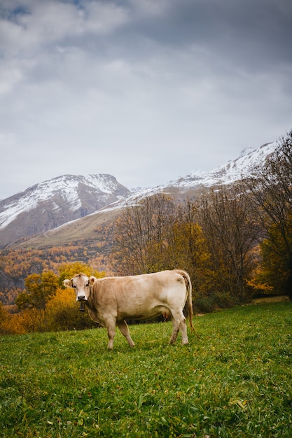 Cows on mountain