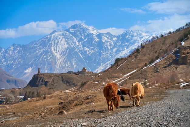 Cows in the mountains of Georgia. Animals graze along the road. Incredible mountain landscape in the background.