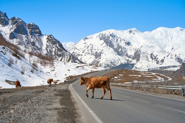 조지아 동물들의 산속에 있는 소들이 길을 따라 풀을 뜯고 있다