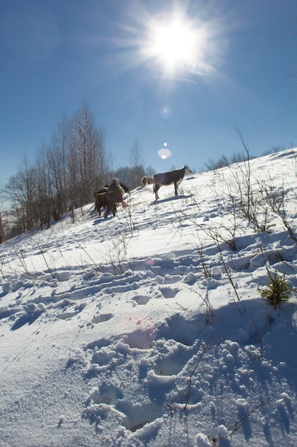 Cows in the mountains in winter