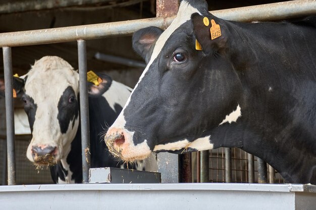 Cows at the Mouriscade Estate in Lalin Pontevedra Spain