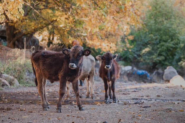 cows in nature among autumn trees