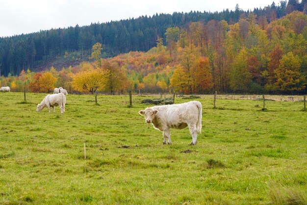 Photo cows in nature kuhen im weide gazing cows