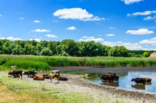 Cows near the river on hot summer day. Agricultural concept