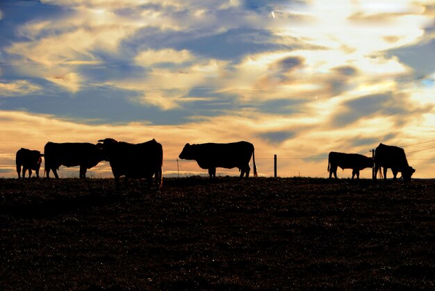 写真 空に照らされた畑の牛