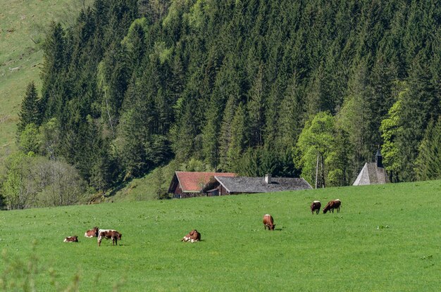 写真 緑の牧草地の牛