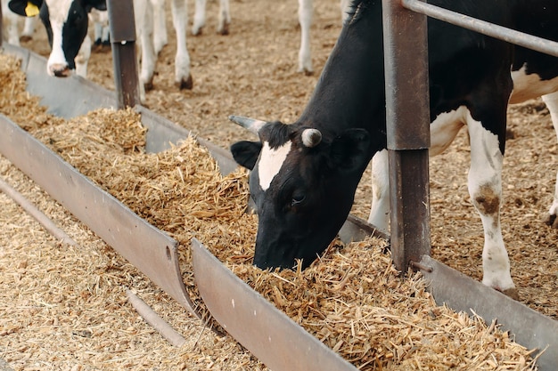 Cows on outdoor Farm. Cows eating hay in the stable