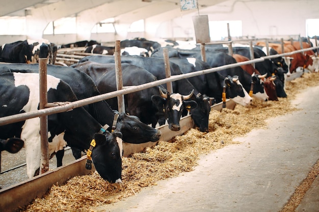 Cows on outdoor Farm. Cows eating hay in the stable