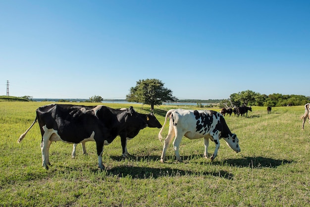 Cows in pampas landscapePatagonia