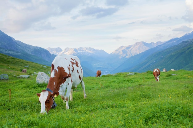 Cows in pasture on alpine meadow